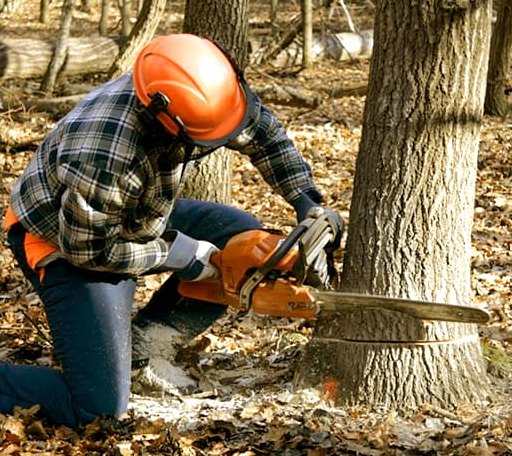 Tree Removal in Maysville, OK
